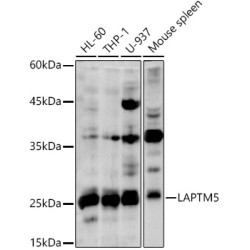 LAPTM5 Rabbit pAb