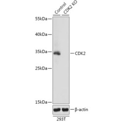 [KO Validated] CDK2 Rabbit pAb