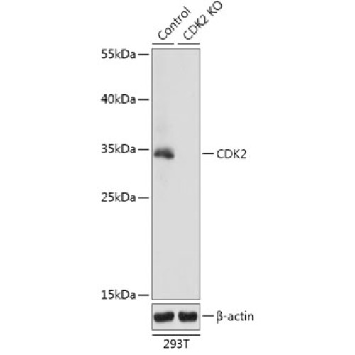 [KO Validated] CDK2 Rabbit pAb