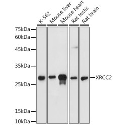 XRCC2 Rabbit pAb