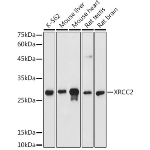 XRCC2 Rabbit pAb
