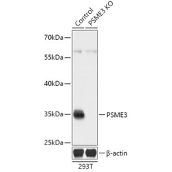 [KO Validated] PSME3 Rabbit pAb