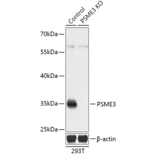 [KO Validated] PSME3 Rabbit pAb