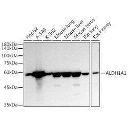 ALDH1A1 Rabbit pAb