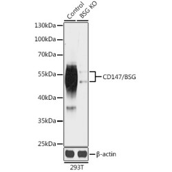 [KO Validated] CD147/BSG Rabbit pAb