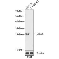 [KO Validated] UBE2S Rabbit pAb