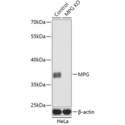 [KO Validated] MPG Rabbit pAb
