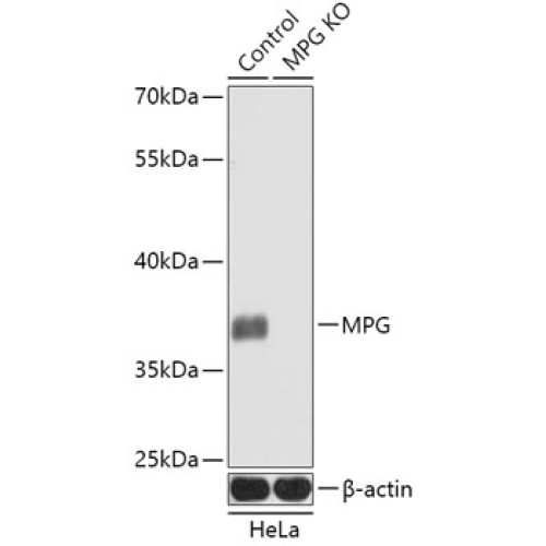 [KO Validated] MPG Rabbit pAb