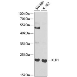 KLK1 Rabbit pAb