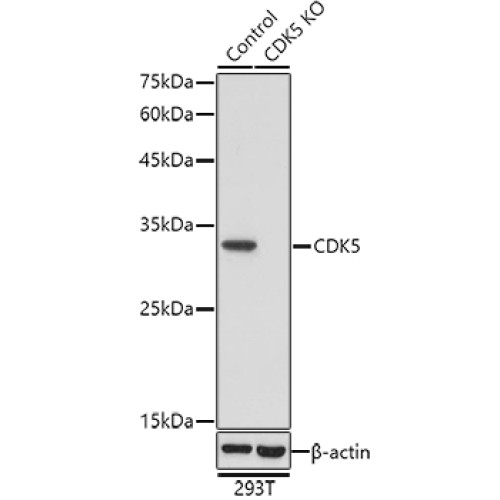 [KO Validated] CDK5 Rabbit pAb