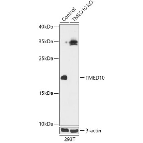 [KO Validated] TMED10 Rabbit pAb
