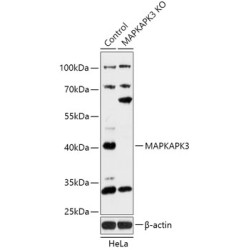 [KO Validated] MAPKAPK3 Rabbit pAb