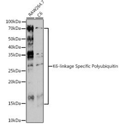 K6-linkage Specific Polyubiquitin Rabbit pAb