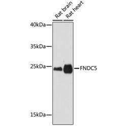 FNDC5 Rabbit pAb