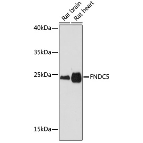 FNDC5 Rabbit pAb