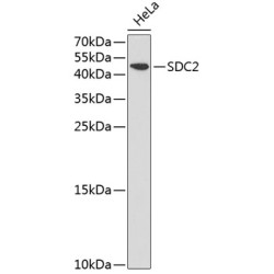 SDC2 Rabbit pAb