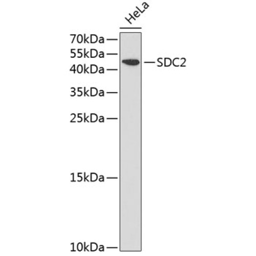SDC2 Rabbit pAb