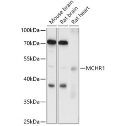 MCHR1 Rabbit pAb