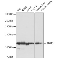 ALG13 Rabbit pAb