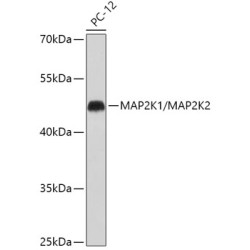 MEK1/MEK2 Rabbit pAb