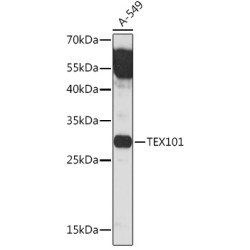 TEX101 Rabbit pAb
