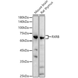 RXRB Rabbit pAb