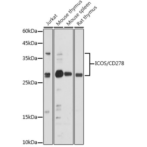 ICOS/CD278 Rabbit pAb