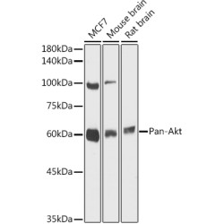 Pan-Akt Rabbit pAb