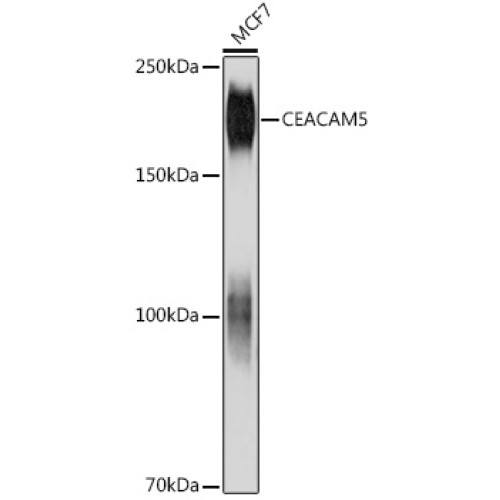 CEACAM5 Mouse mAb