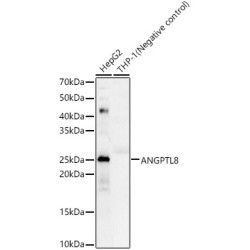 ANGPTL8 Rabbit pAb
