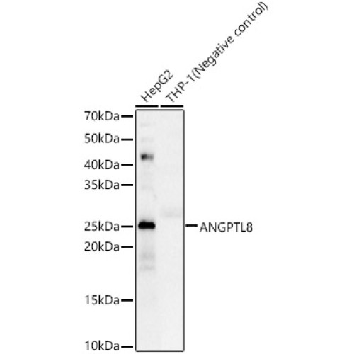 ANGPTL8 Rabbit pAb