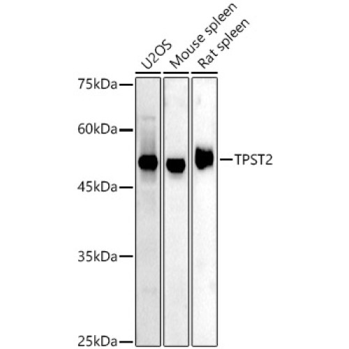 TPST2 Rabbit pAb