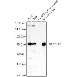 RAB11FIP5 Rabbit pAb