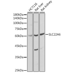 SLC22A6 Rabbit pAb