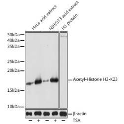 Acetyl-Histone H3-K23 Rabbit pAb