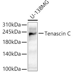 Tenascin C Rabbit pAb