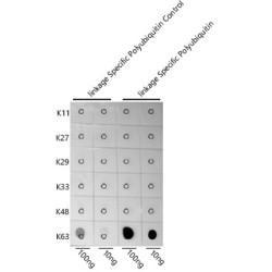 K63-linkage Specific Polyubiquitin Rabbit pAb