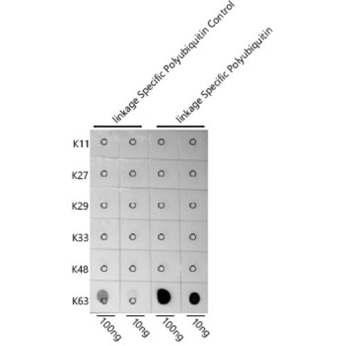 K63-linkage Specific Polyubiquitin Rabbit pAb