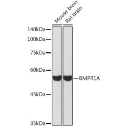 BMPR1A Rabbit pAb