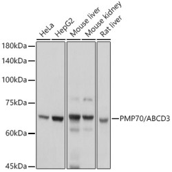 PMP70/ABCD3 Rabbit pAb