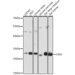OSR2 Rabbit pAb