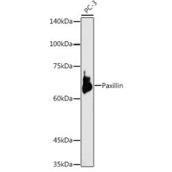 Paxillin Rabbit pAb