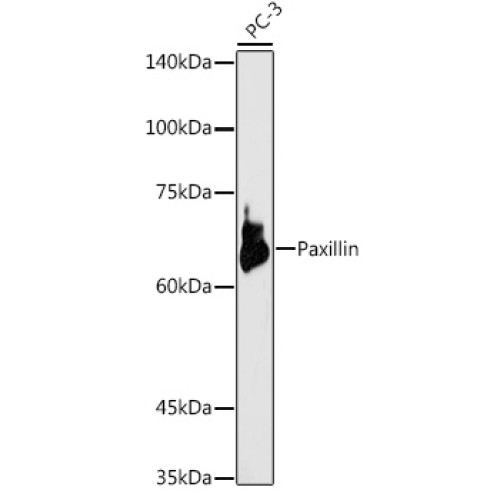 Paxillin Rabbit pAb