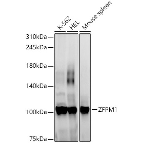 ZFPM1 Rabbit pAb