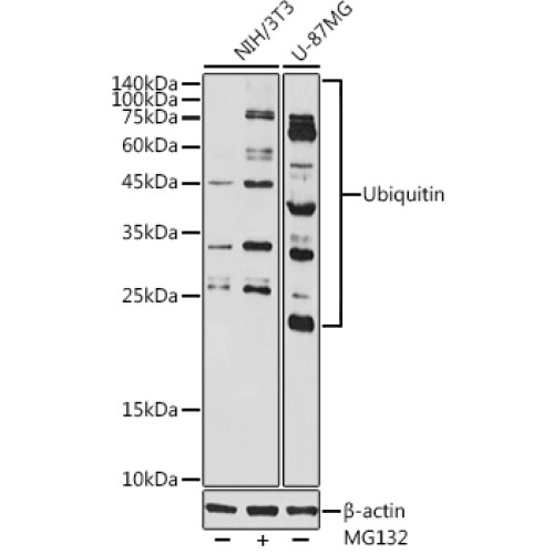 Ubiquitin Rabbit pAb