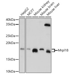 Mrpl18 Rabbit pAb