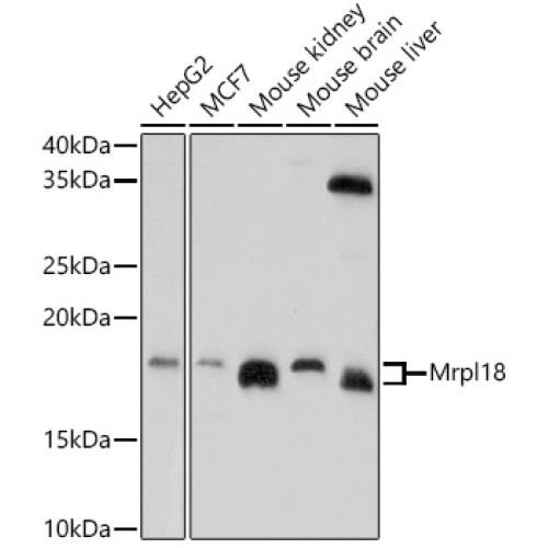 Mrpl18 Rabbit pAb