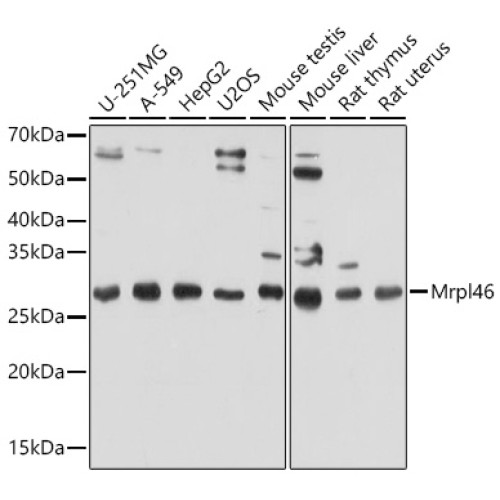 Mrpl46 Rabbit pAb