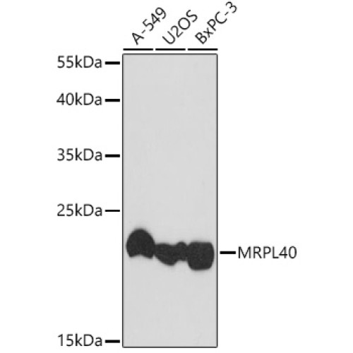 MRPL40 Rabbit pAb