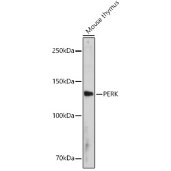 PERK Rabbit pAb